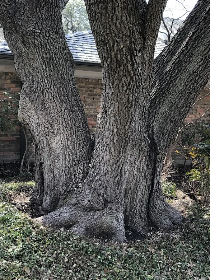 Mature heritage tree close to a Glasco property cared for by certified arborists